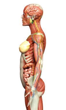 3D, tıbbi olarak kadın anatomisini doğruluyor.
