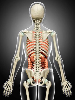 3D, kadın iç organlarının ve iskelet sisteminin tıbben doğru bir gösterimi.