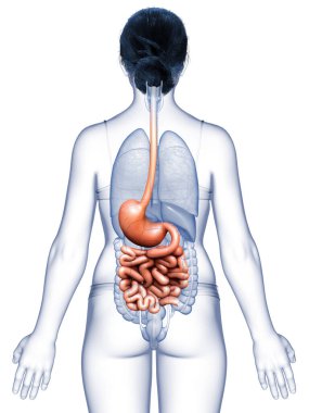 3 boyutlu, tıbben doğru, kadın midesi ve ince bağırsağının bir örneği.