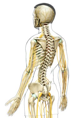 3d rendered medically accurate illustration of the nervous system and skeleton system clipart