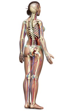 3D, kadın iç organlarının, iskeletinin ve dolaşım sisteminin tıbben doğru bir çizimi.