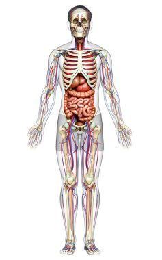 3D, erkek iç organlarının, iskeletinin ve dolaşım sisteminin tıbben doğru bir çizimi.
