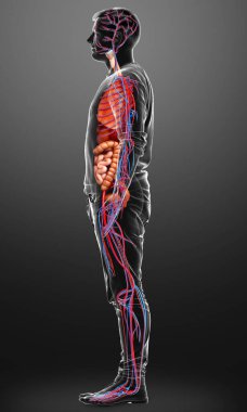 3D, erkek dolaşım sisteminin ve iç organlarının tıbben doğru bir gösterimi.