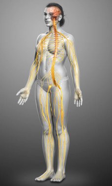 3D, tıbbi olarak bir kadın sinir sisteminin doğru bir örneği.