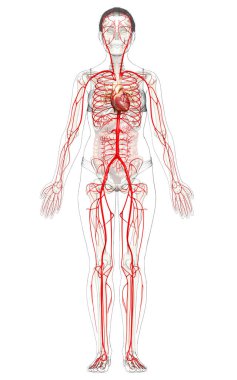 Dişi atardamarların tıbben doğru çizimi 3D