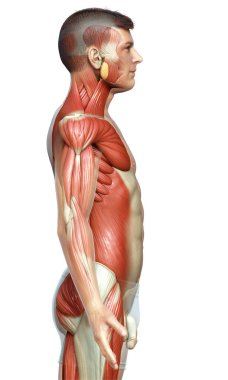 3D, erkek kas sisteminin tıbben doğru bir gösterimi.