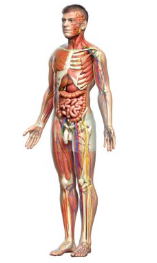 3D, tıbbi olarak erkek anatomisini doğruluyor.