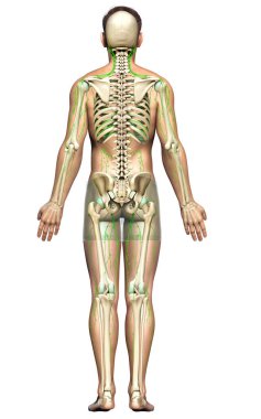 3D, erkek lenf sisteminin tıbben doğru bir çizimi.