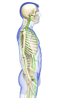 3D, erkek lenf sisteminin tıbben doğru bir çizimi.