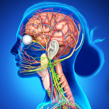 3d rendered medically accurate illustration of a female brain anatomy clipart