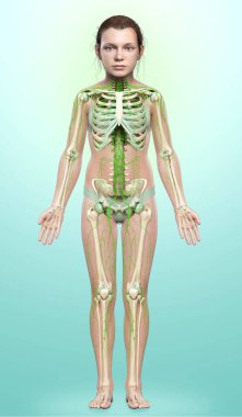 3D, genç bir kızın lenf sisteminin tıbben doğru bir çizimi.