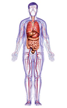 3D, erkek dolaşım sisteminin ve iç organlarının tıbben doğru bir gösterimi.