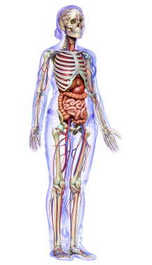 3D, kadın iç organlarının, iskeletinin ve dolaşım sisteminin tıbben doğru bir çizimi.
