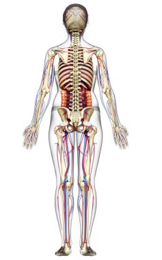3D, kadın iç organlarının, iskeletinin ve dolaşım sisteminin tıbben doğru bir çizimi.