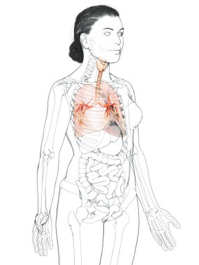 Solunum Sistemi 'nin Gırtlak Soluk borusu Bronşunun 3 boyutlu çizimi.
