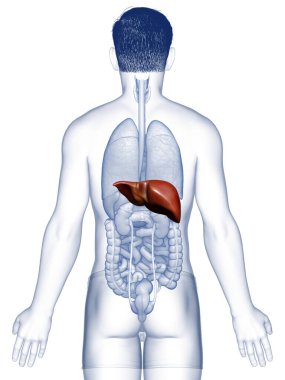3 boyutlu, erkek karaciğer anatomisinin tıbben doğru çizimi