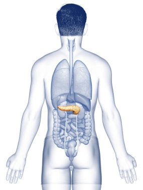 3D üretilmiş, tıbben doğru bir erkek pankreası.