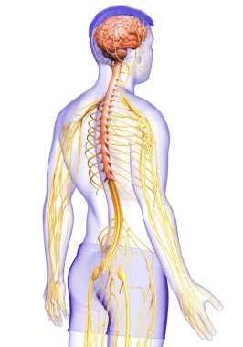 3D, bir erkek sinir sisteminin tıbbi olarak doğru bir gösterimi.