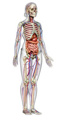3D, kadın iç organlarının, iskeletinin ve dolaşım sisteminin tıbben doğru bir çizimi.