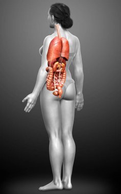 3D tıbbi olarak kadın iç organlarının doğru çizimi 