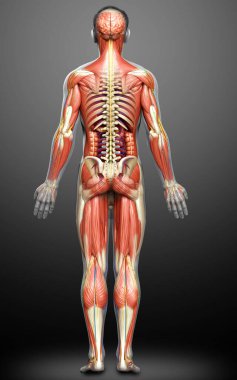 3D, tıbbi olarak erkek anatomisini doğruluyor.