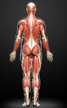 3D, erkek kas sisteminin tıbben doğru bir gösterimi.