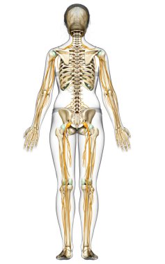 3D, bir kadın sinir sisteminin ve iskelet sisteminin tıbbi olarak doğru bir gösterimi.
