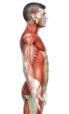 3D, erkek kas sisteminin tıbben doğru bir gösterimi.