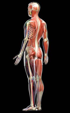 3D, tıbbi olarak erkek anatomisini doğruluyor.