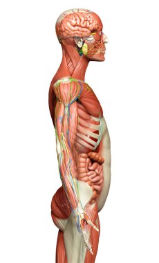 3D, tıbbi olarak erkek anatomisini doğruluyor.