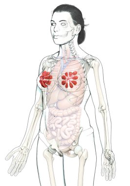 3D Kadın Göğüs ve Meme Bezi Anatomisi