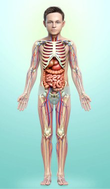 3D, çocuk iç organlarının, iskeletinin ve dolaşım sisteminin tıbben doğru bir çizimi.