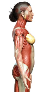 3D, kadın kas sisteminin tıbben doğru bir göstergesi.