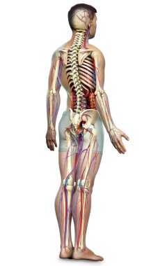 3D, erkek iç organlarının, iskeletinin ve dolaşım sisteminin tıbben doğru bir çizimi.