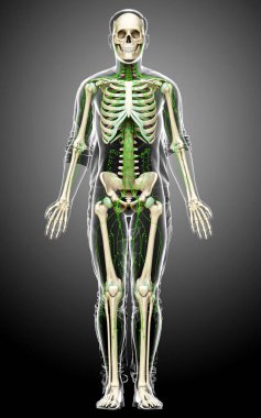 3D, erkek lenf sisteminin tıbben doğru bir çizimi.