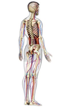 3D, erkek iç organlarının, iskeletinin ve dolaşım sisteminin tıbben doğru bir çizimi.