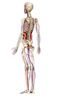 3D, kadın iç organlarının, iskeletinin ve dolaşım sisteminin tıbben doğru bir çizimi.