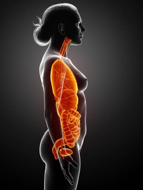 3D tıbbi olarak kadın iç organlarının doğru çizimi 