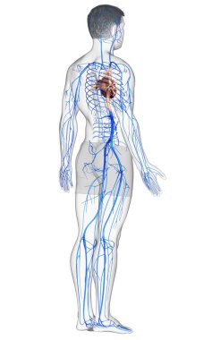 3D, erkek damar anatomisini tıbben doğru gösteriyor.