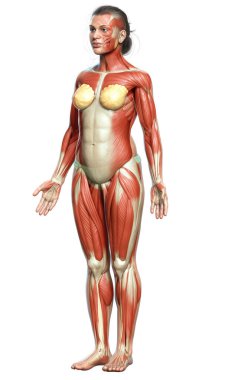 3D, kadın kas sisteminin tıbben doğru bir göstergesi.