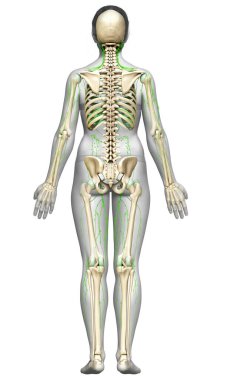 3D, tıbbi olarak bir kadın lenf sisteminin doğru bir çizimi.