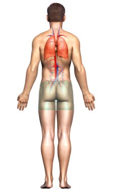 Erkek akciğer anatomisinin 3 boyutlu, tıbben doğru bir örneği.
