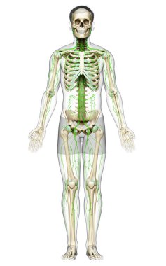 3D, erkek lenf sisteminin tıbben doğru bir çizimi.