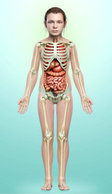 3D, kızın iç organlarının ve iskelet sisteminin tıbben doğru bir çizimi.
