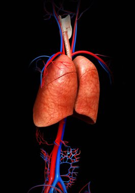 3D üretilmiş, akciğer anatomisinin tıbben doğru bir örneği.