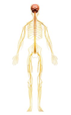 3D, sinir sisteminin tıbbi olarak doğru bir gösterimi.