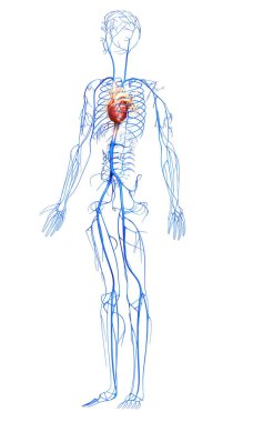3D, damarların tıbben doğru çizimi.