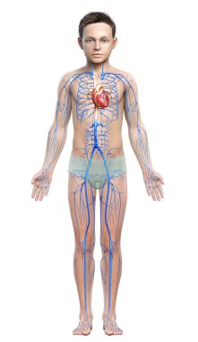 3D, damar anatomisini tıbben doğru gösteriyor.