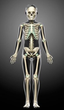 3 boyutlu, tıbbi olarak genç bir çocuğun iskelet sisteminin doğru bir yansıması.