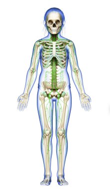 3D, genç bir kızın lenf sisteminin tıbben doğru bir çizimi.